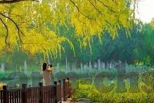 森林舞会赌博-森林舞会赌博，一场隐秘的赌博盛宴